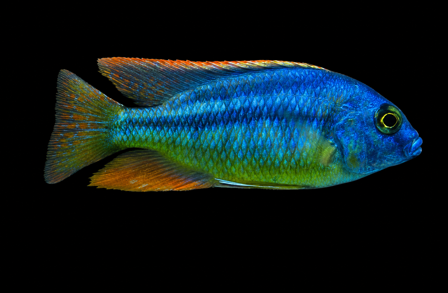 Chilotilapia Rhoadesii