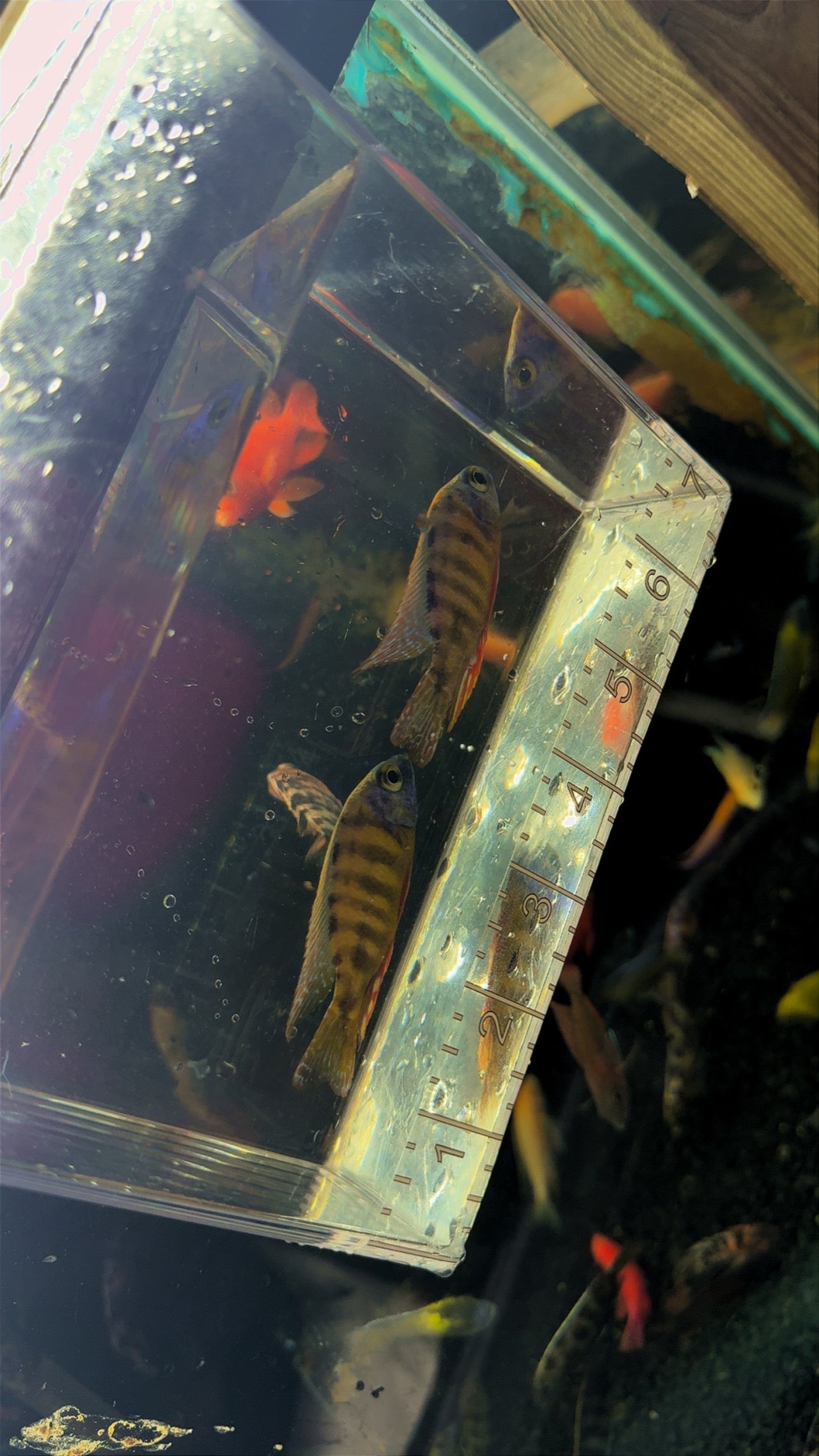 Taiwan Reef Male
