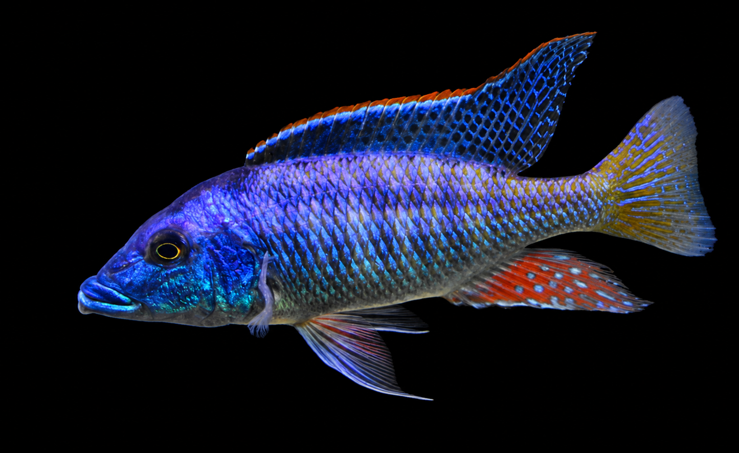 Malawi gar