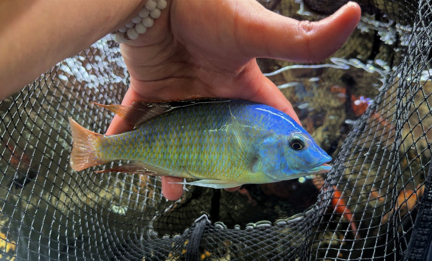 Hemitilapia Oxyrhyncha 7” Plus Male