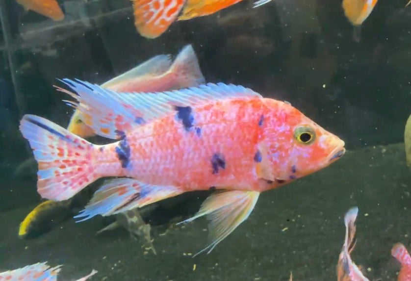 Platinum Raspberry OB