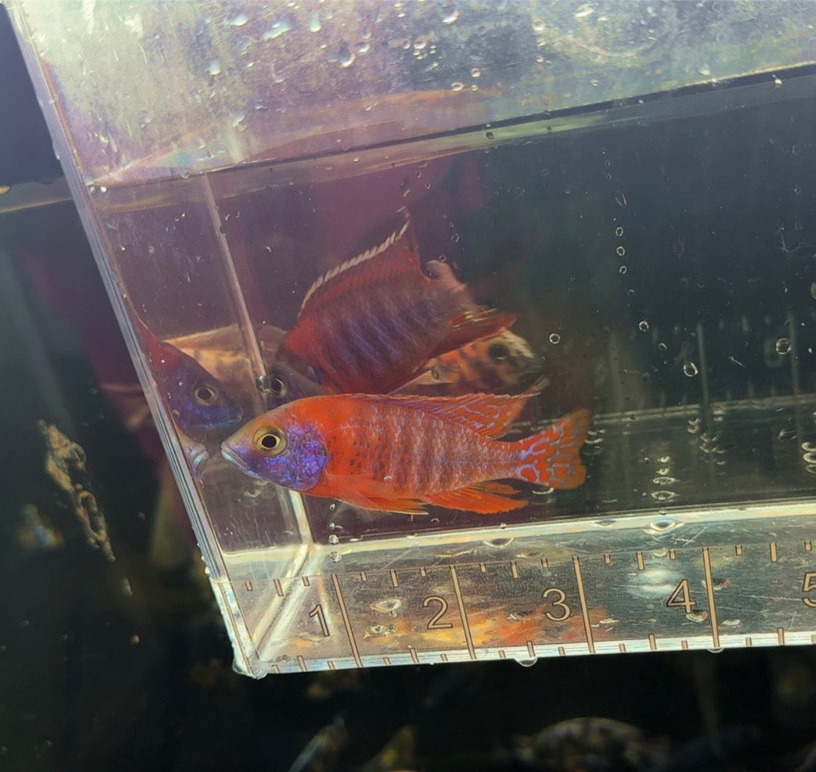 Red Ruby Peacock Male