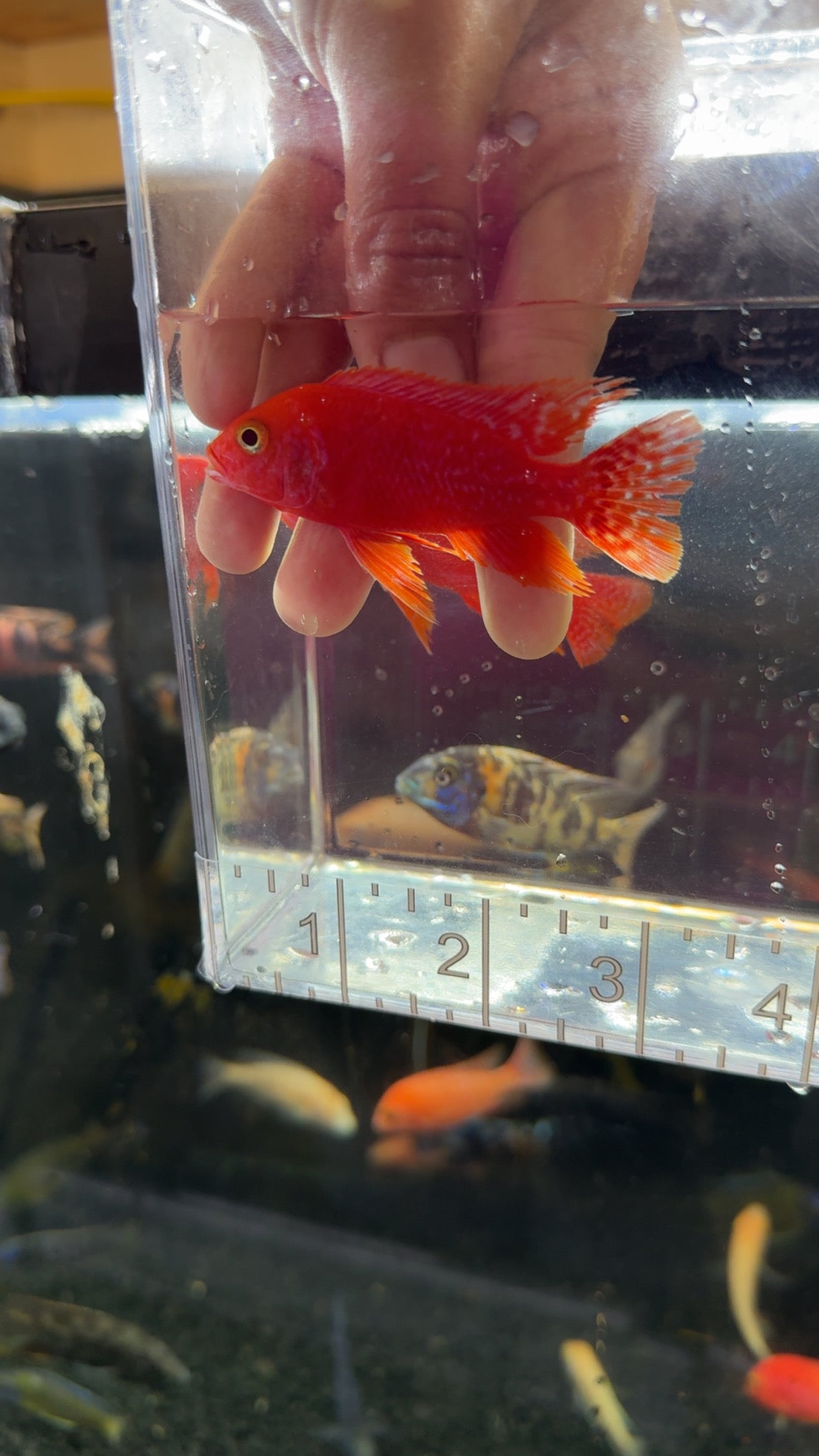 Super Red Stawberry Male