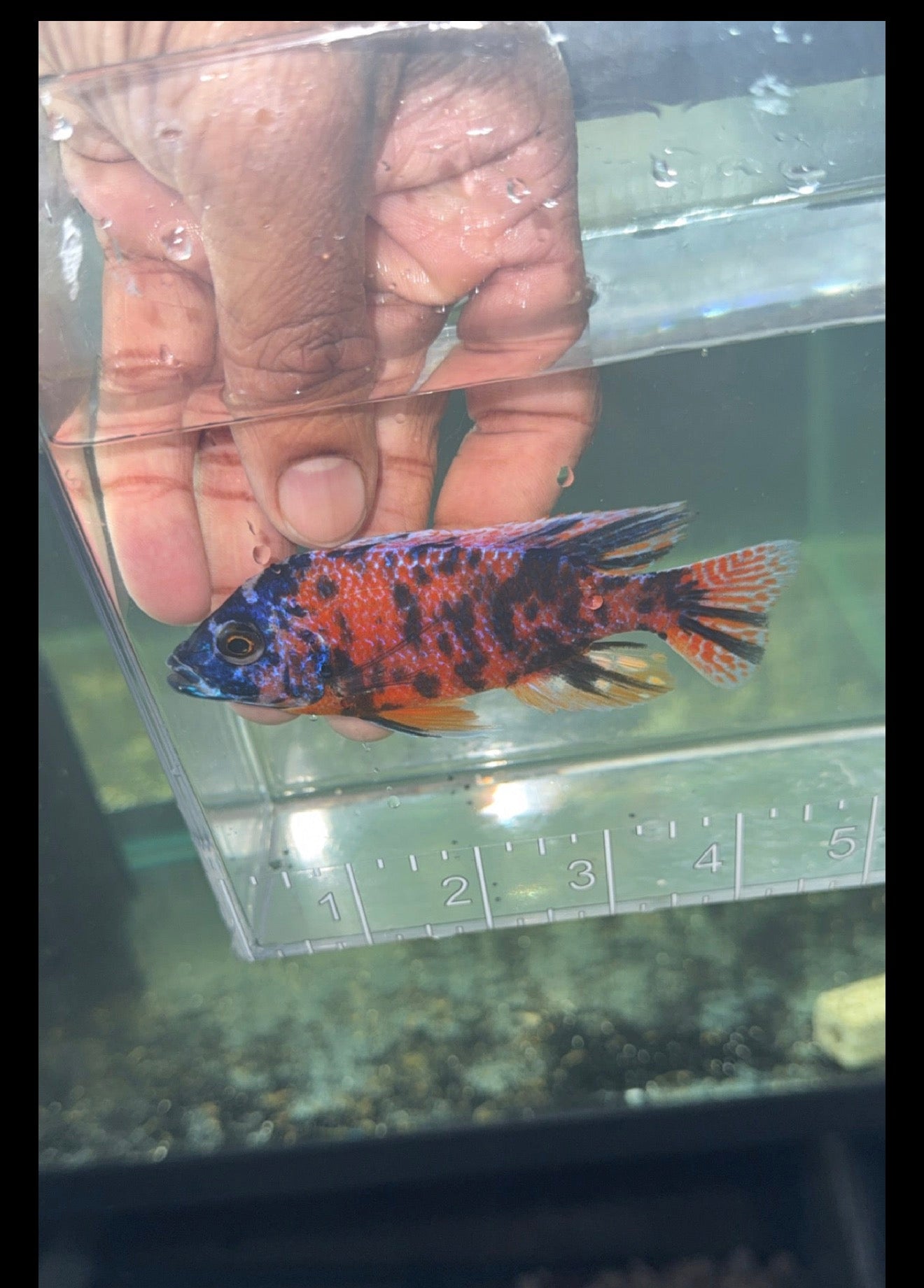 OB Borleyi Male Color