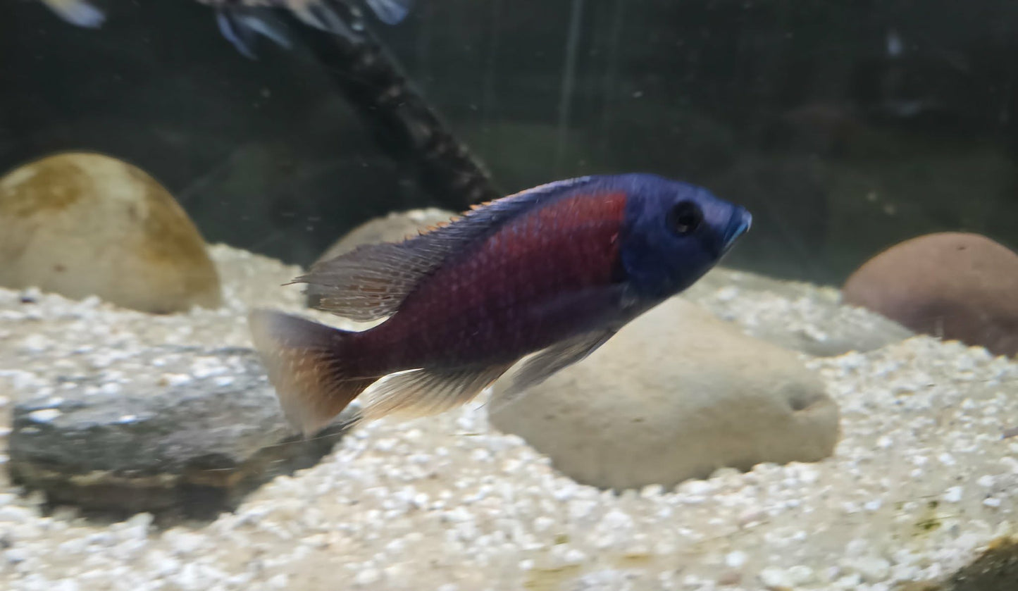 Copadichromis borleyi Male