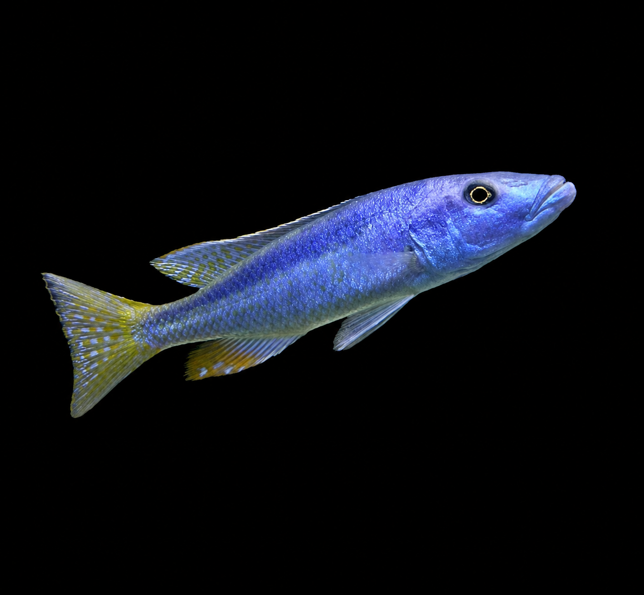 Malawi Trout