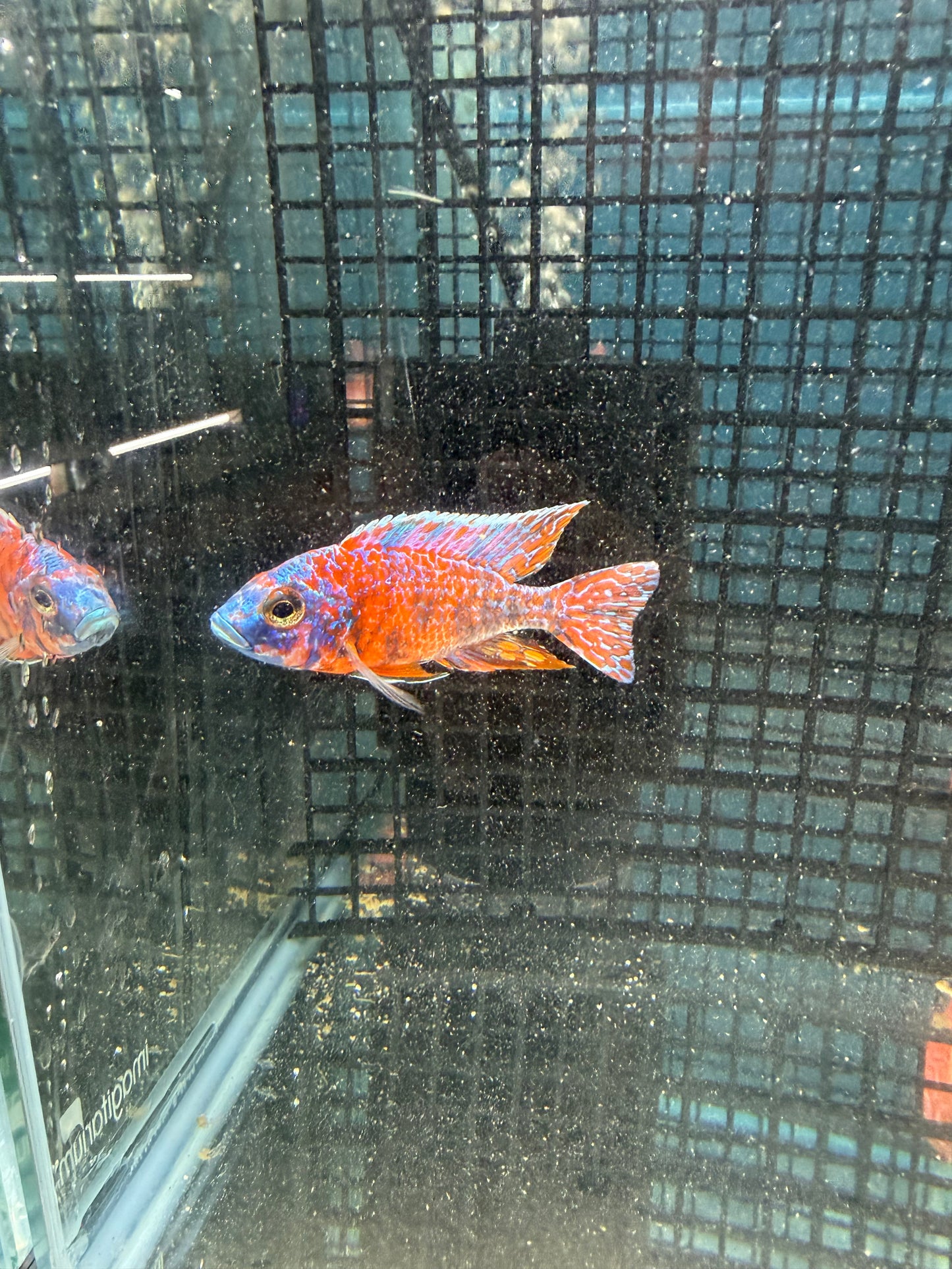 Red Blue OB Limited