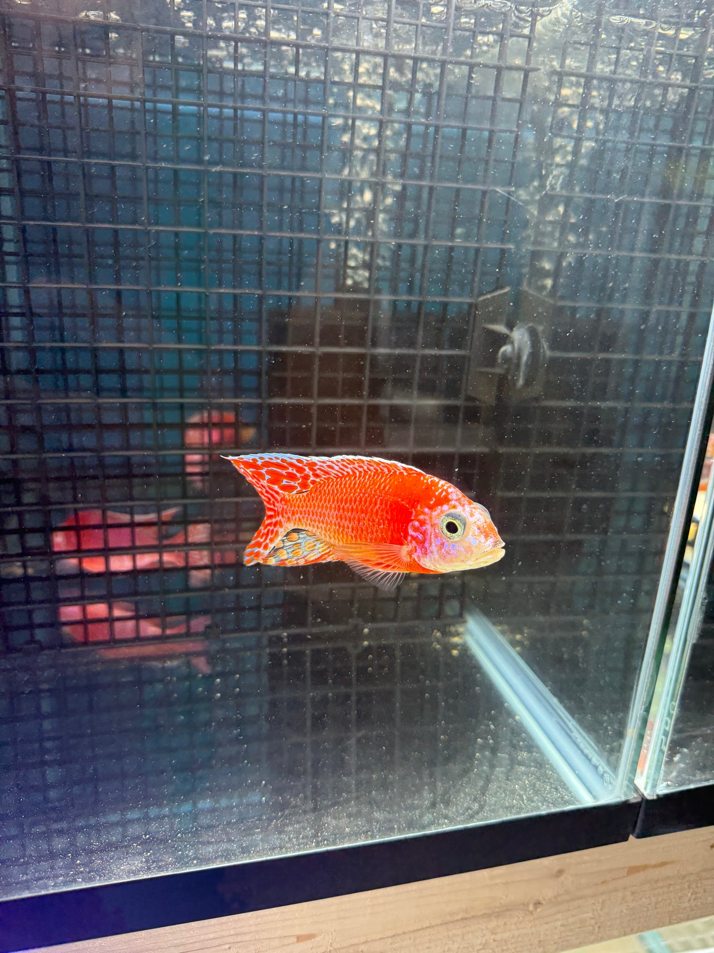 TL Super Red Stawberry
