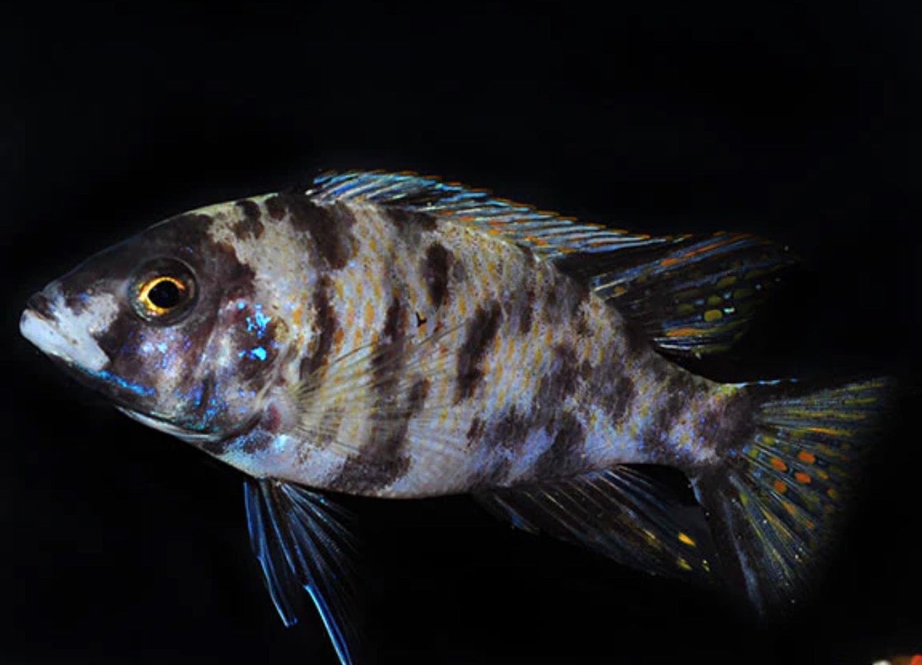 OB Peacock Female