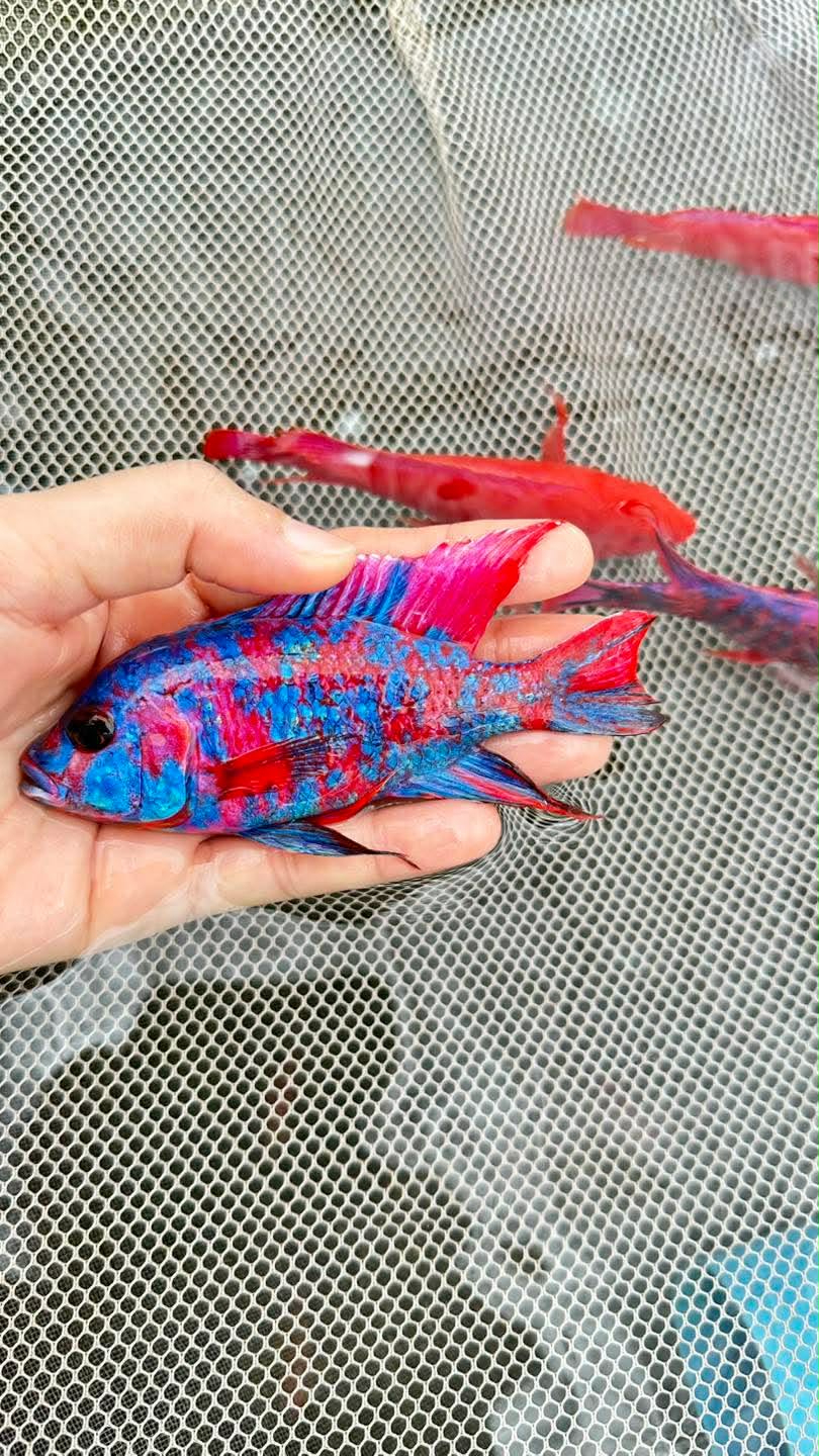 S Red Blue OB Import Limited