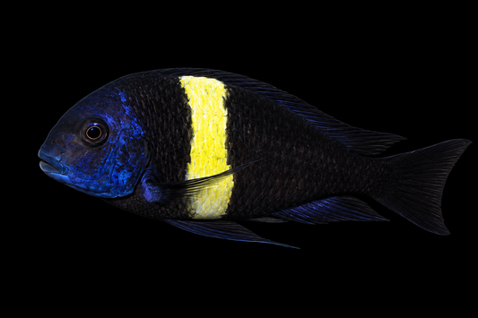 The Tropheus maswa 2-3"