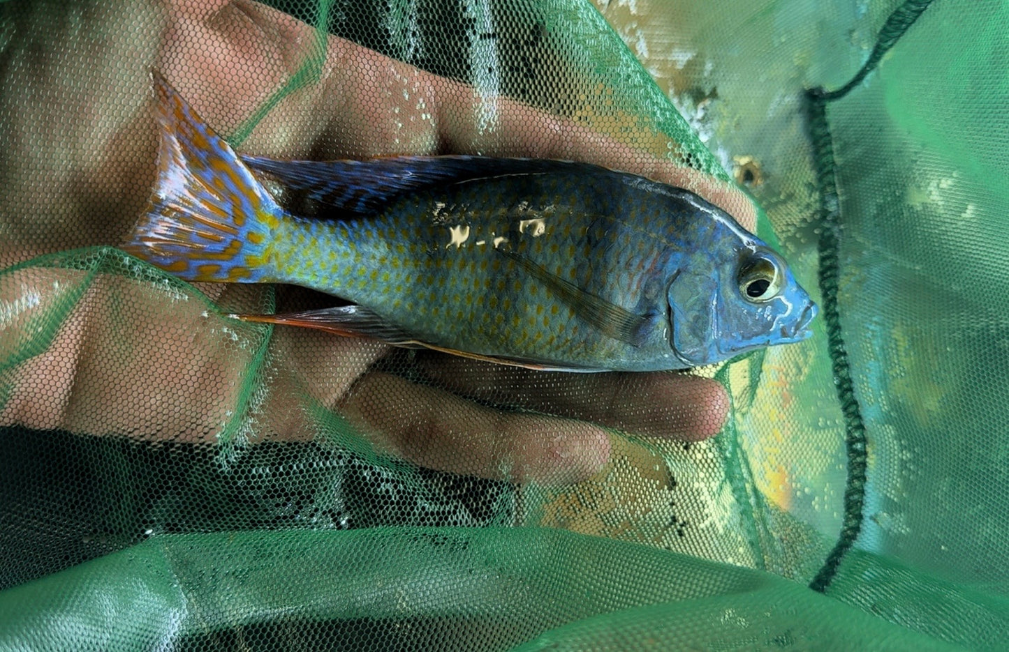 Mylochromis Ericotaenia Manda