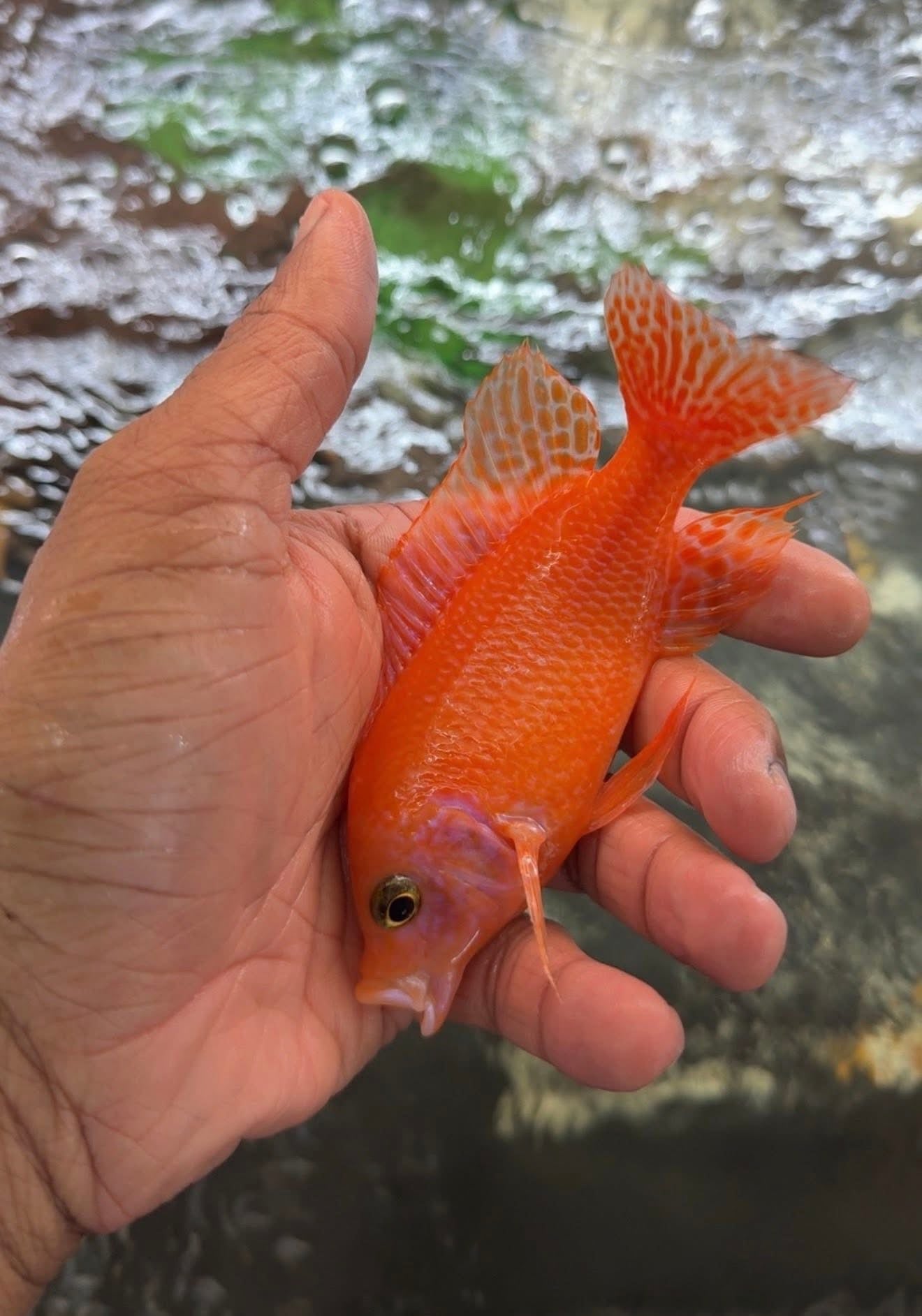 Dragon Blood Male