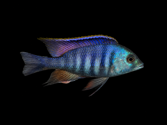 Deep Water Hap