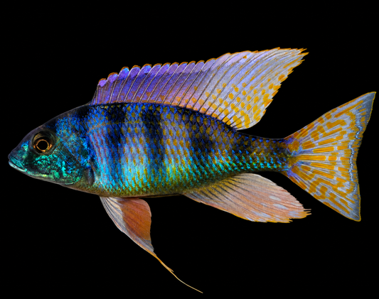 Mylochromis Ericotaenia Manda