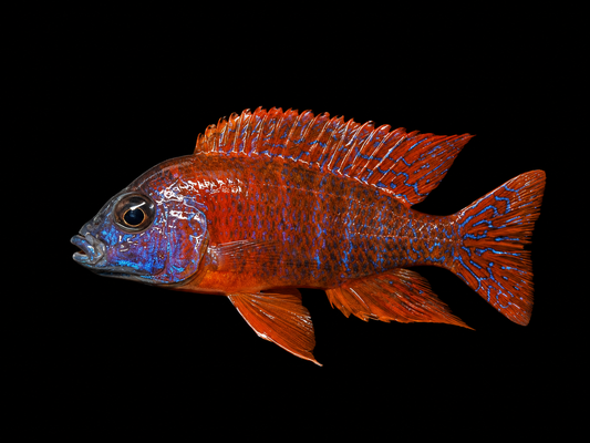 Ruby Red Peacock