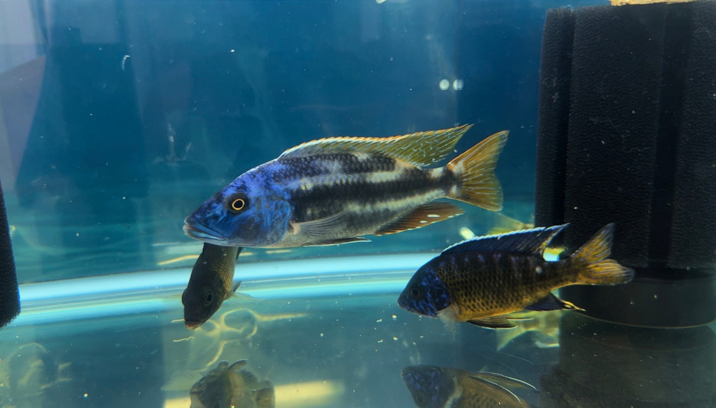 Fusco Large Male Color