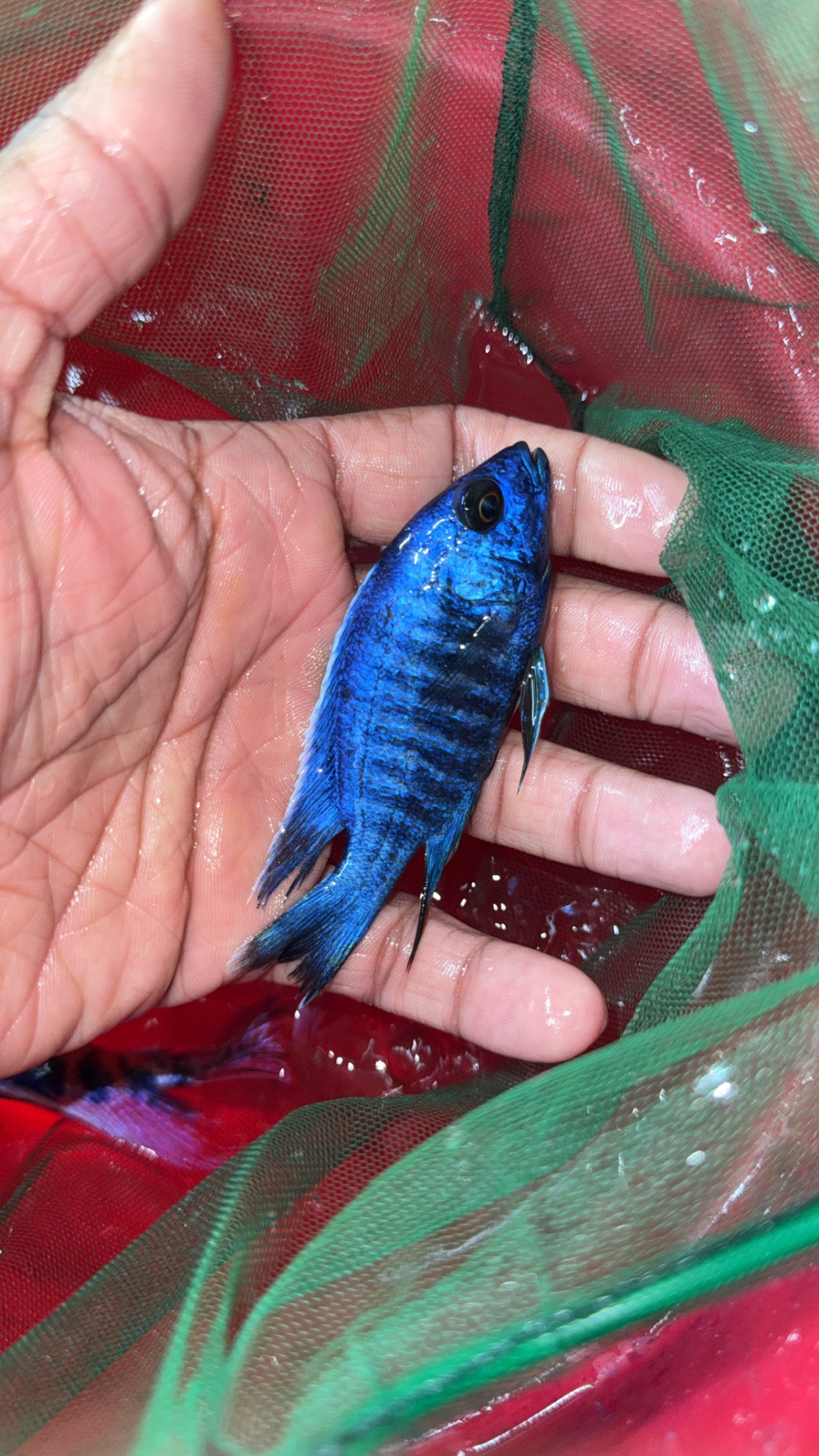 Fryeri Electric Blue Hap Male