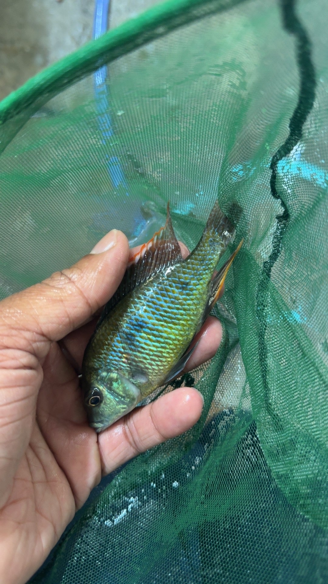 Intermedius Male