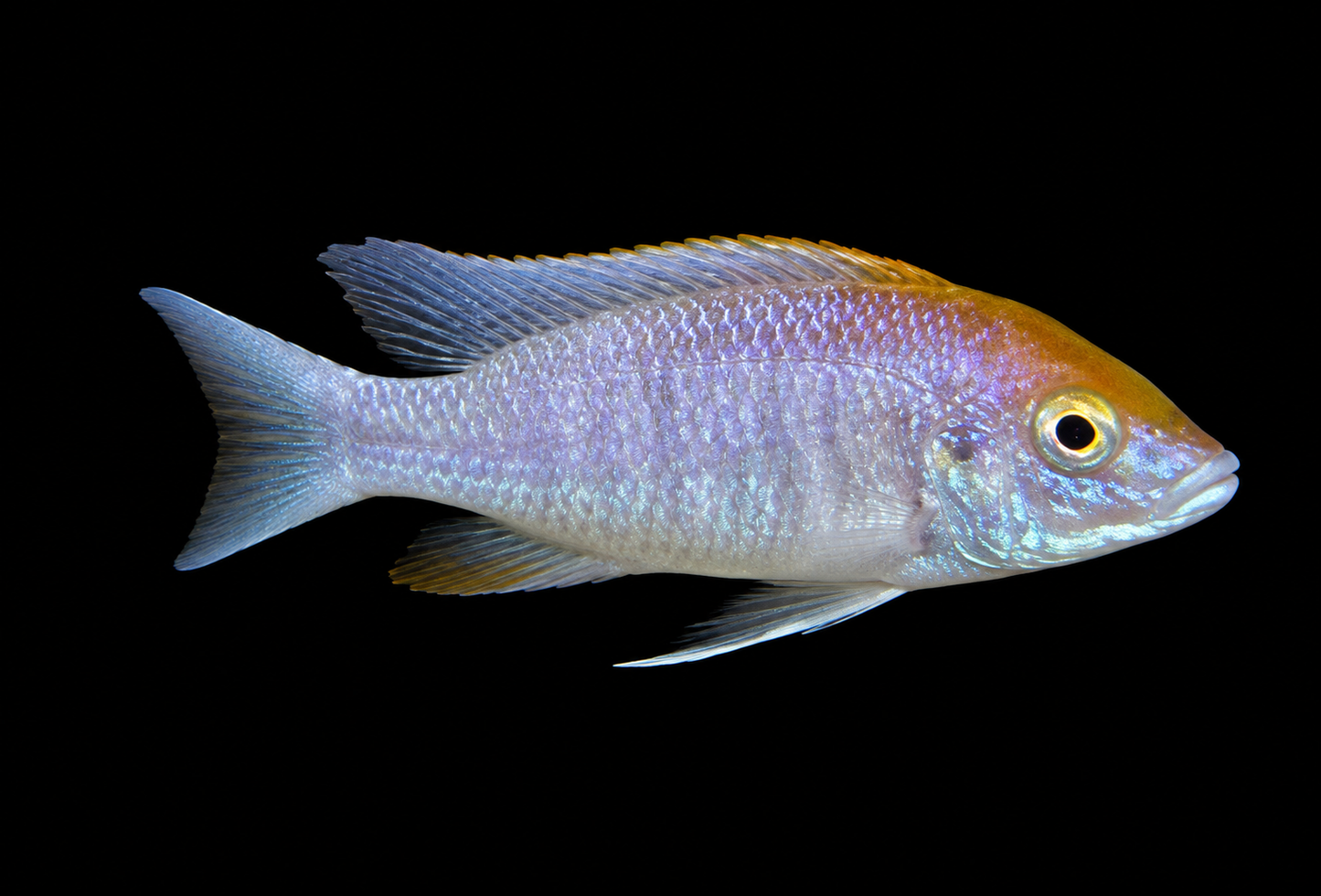 Albino Sulfur head