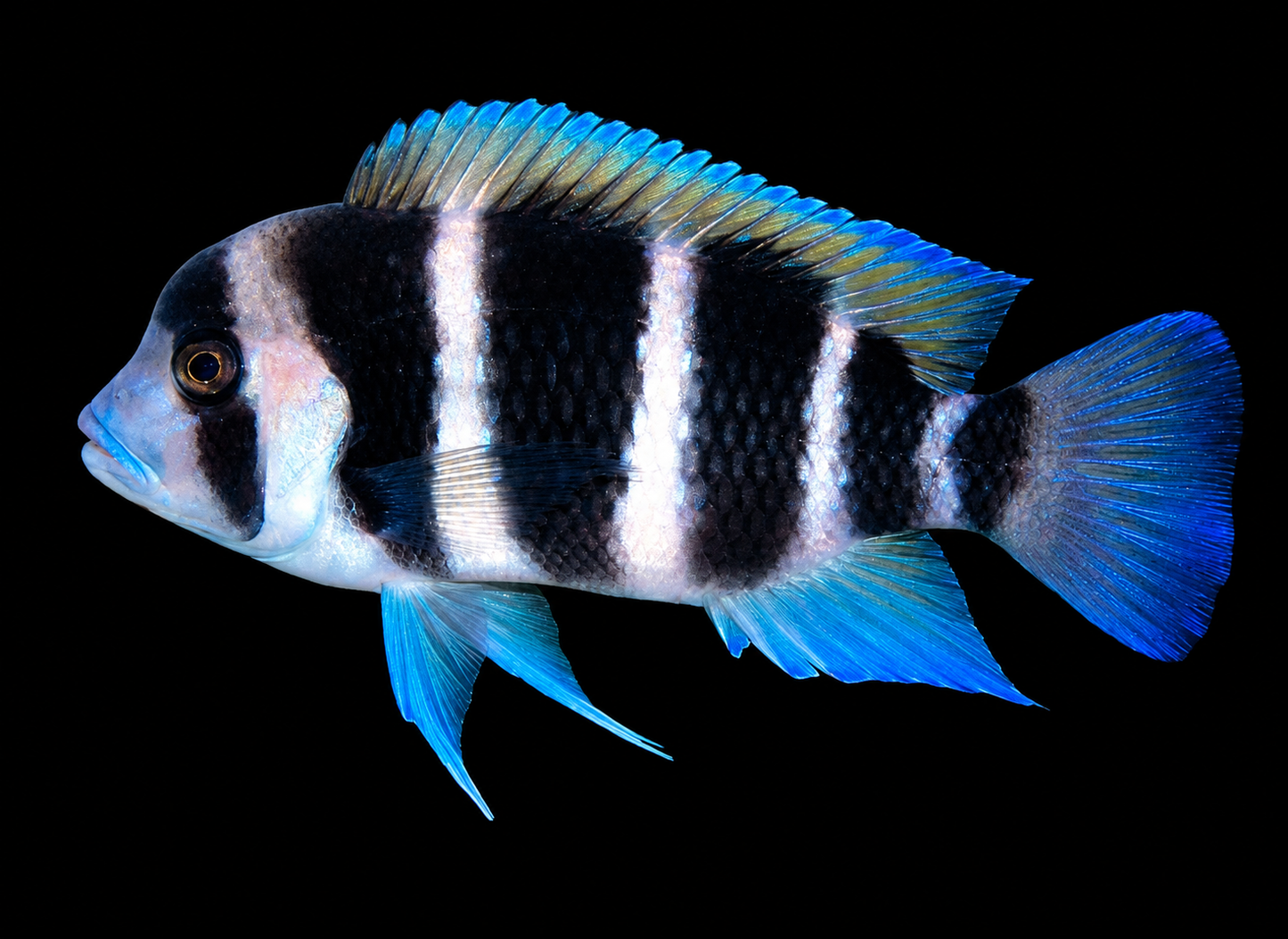 Six Stripe Frontosa