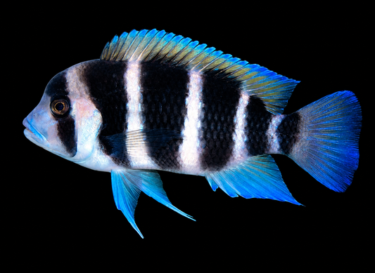 Six Stripe Frontosa