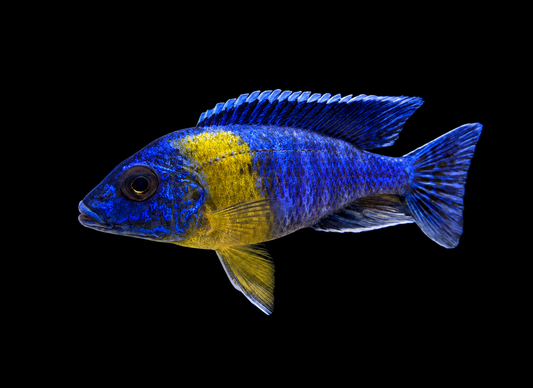 Bicolor 500