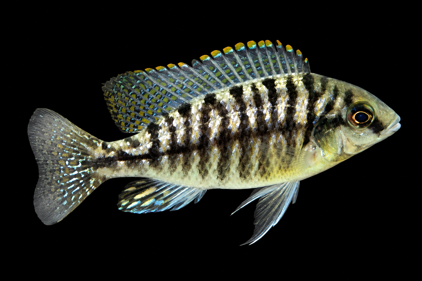 T Tiger Hap