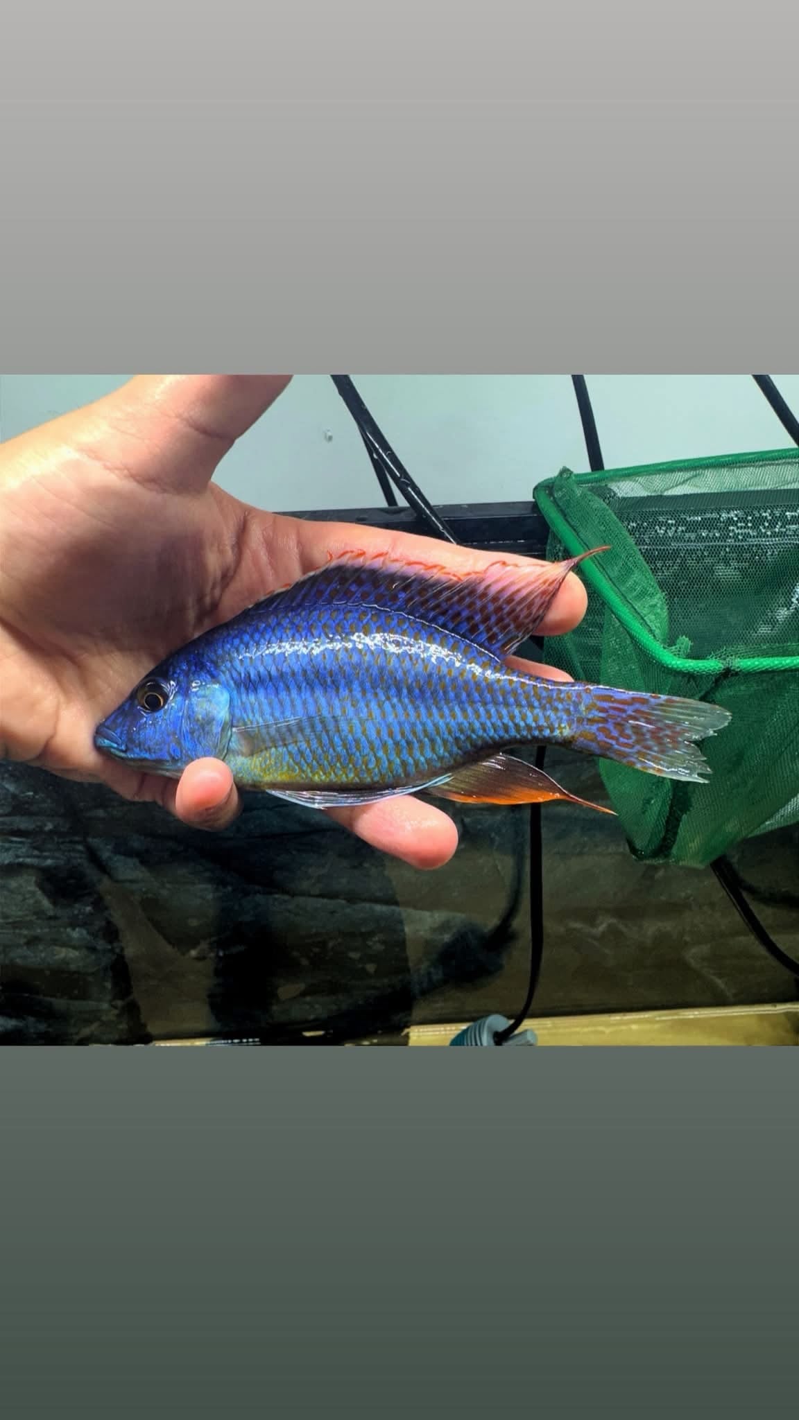 Dimidiochromis Strigatus