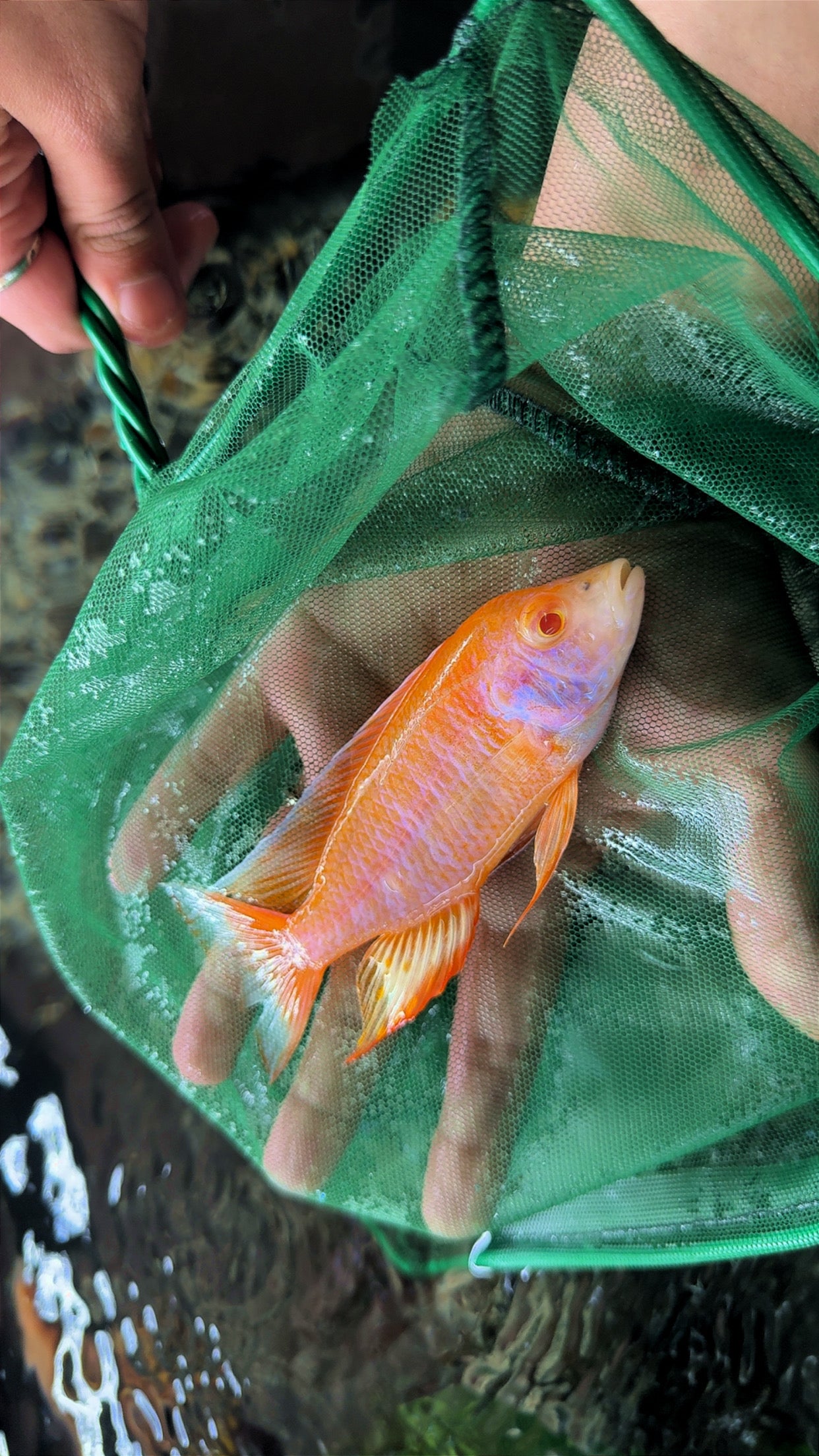 Albino Eureka Jake Large Male