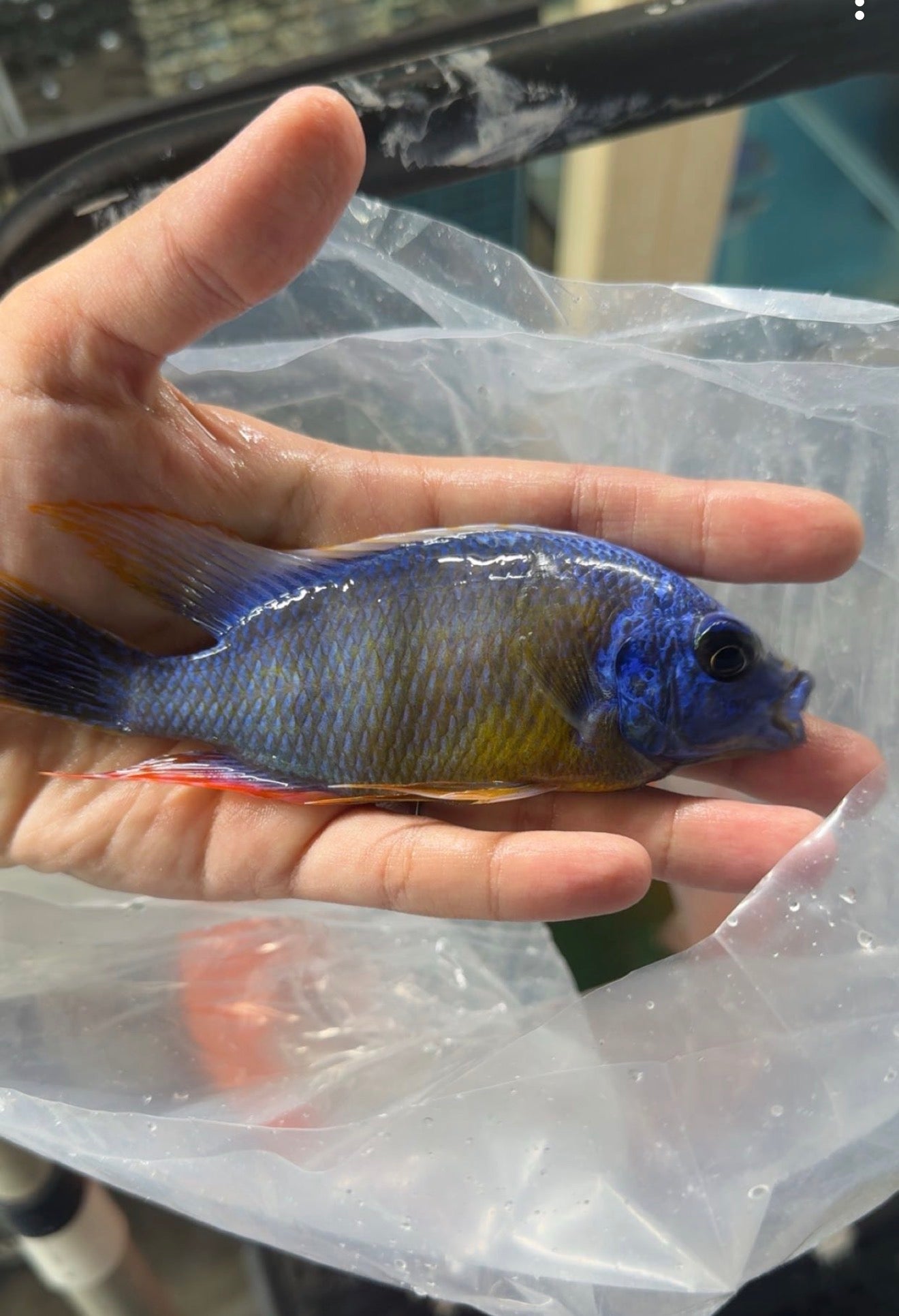 Taiwan Reef Male
