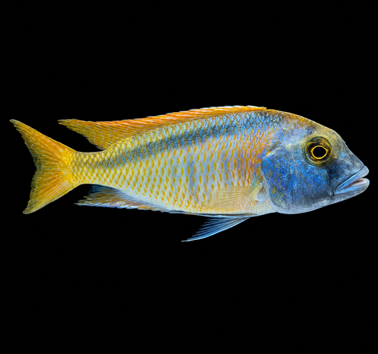 Buccochromis Nototaenia