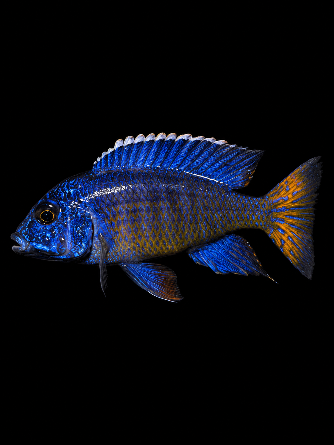 Ngara Flametail (Aulonocara stuartgranti "Ngara")