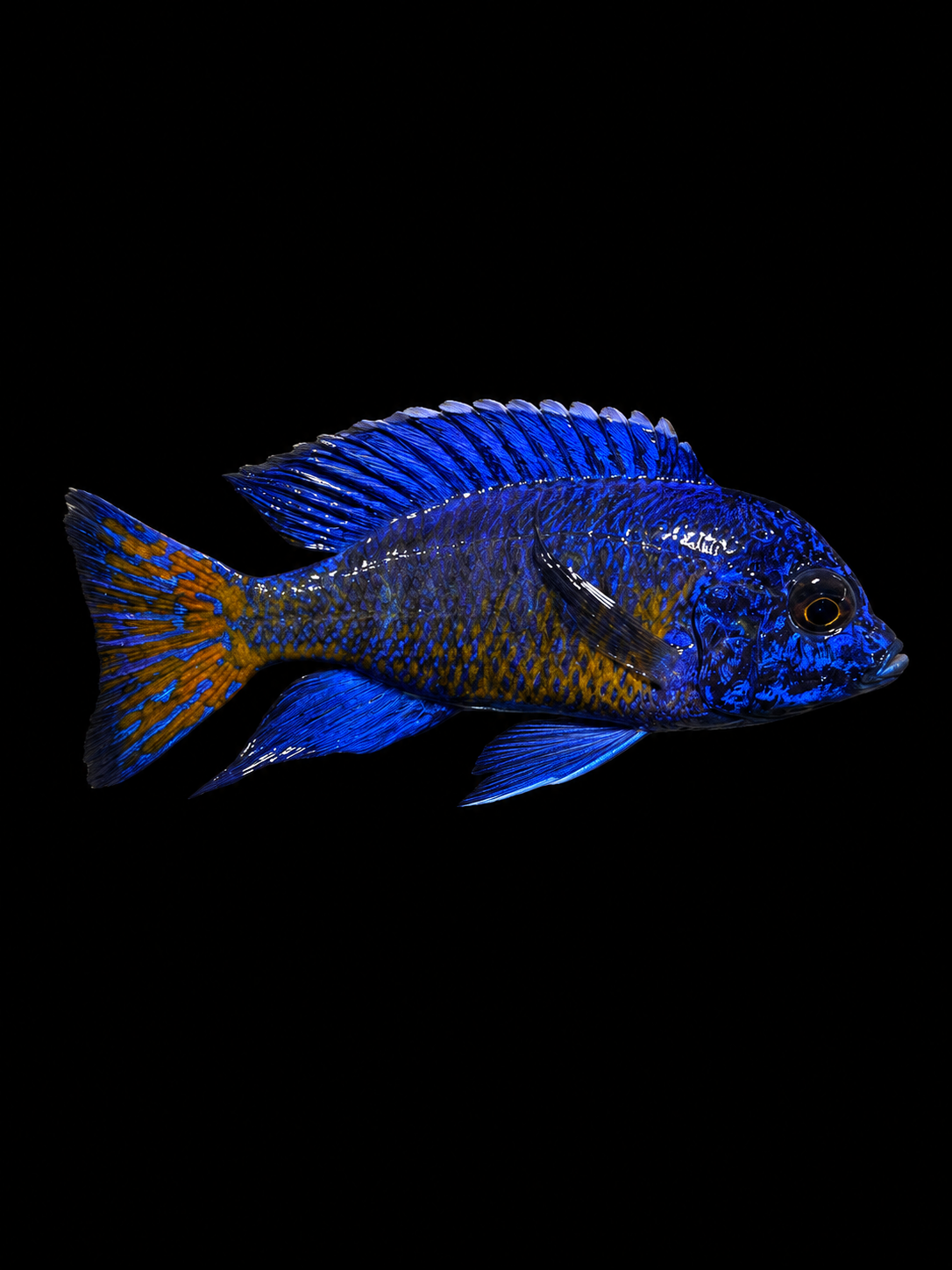 Ngara Flametail (Aulonocara stuartgranti "Ngara")