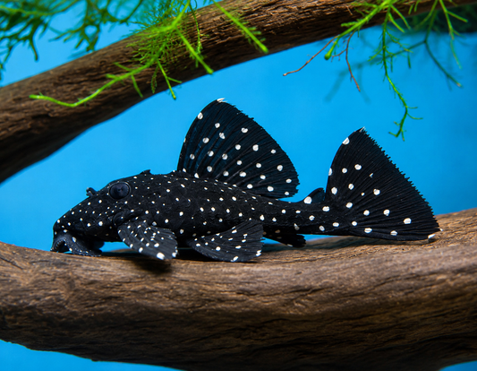 Galaxy Pleco