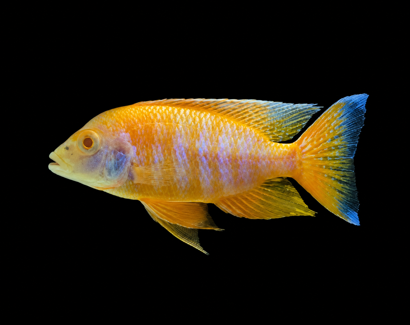 Albino Eureka Jake