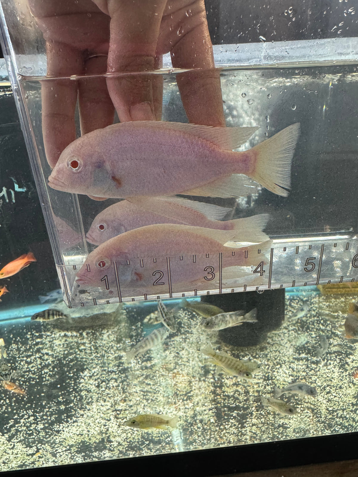 Albino Dolphin Male