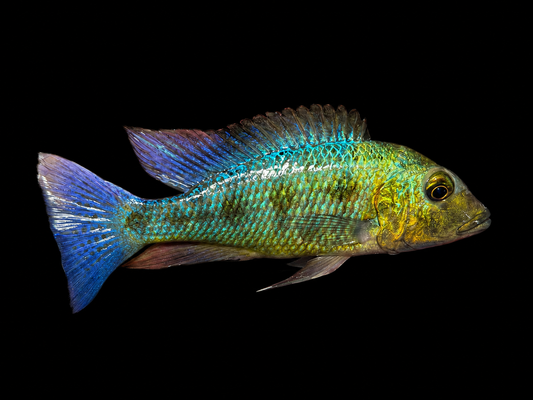 Rostratus - Sand Diver