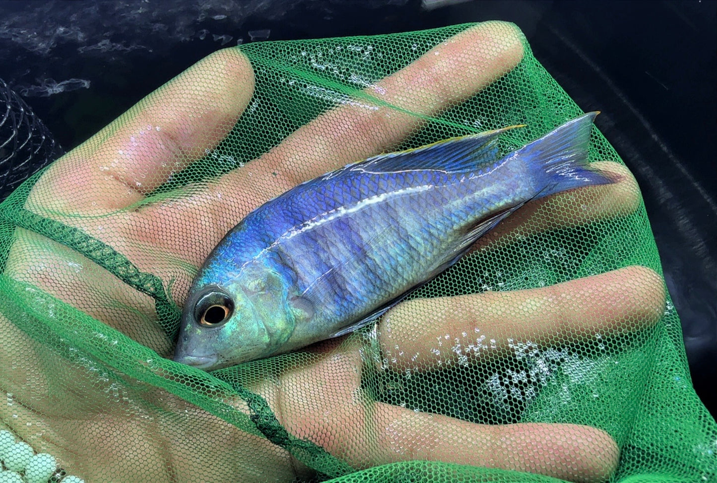 Deep Water Hap Male