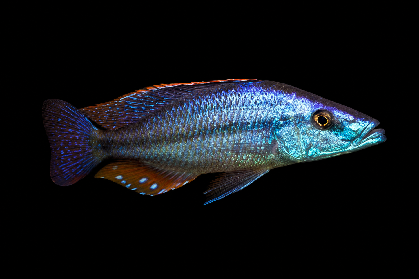 Malawi eyebiter