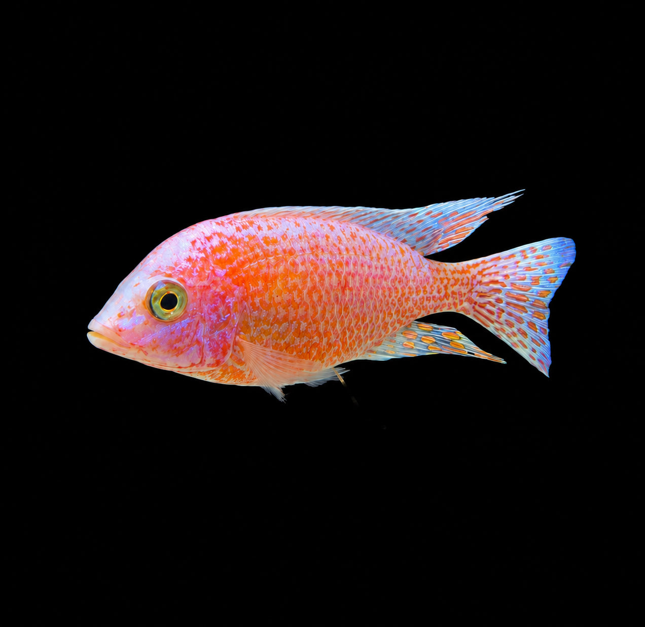Red Dragon 5” Plus