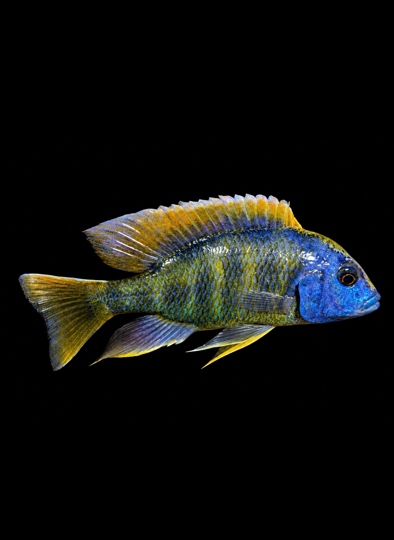 Venustus