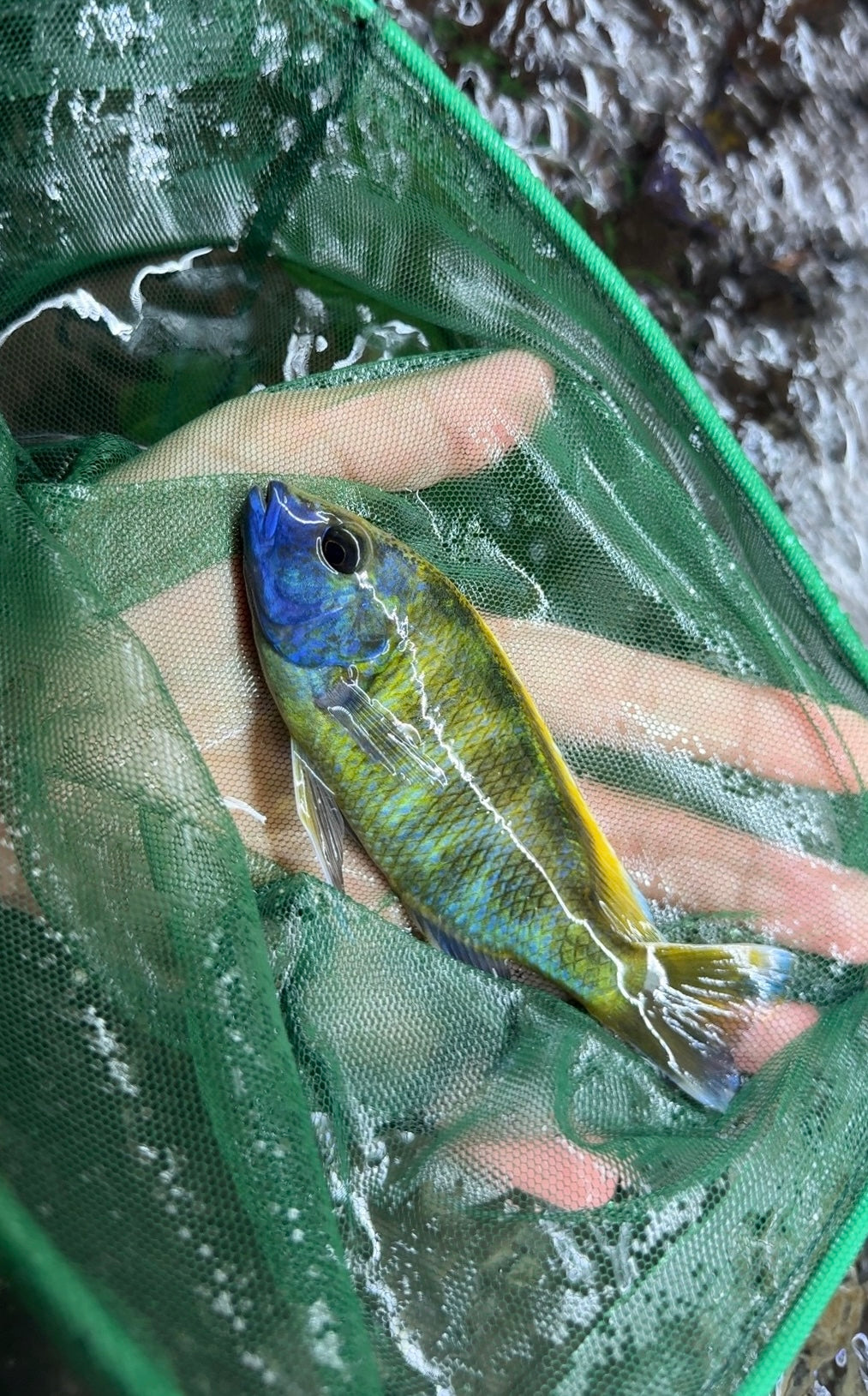 Venustus 2”-2.75”