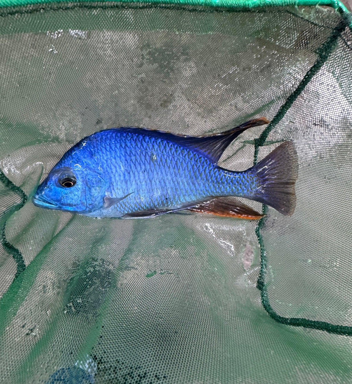 Hemitilapia Oxyrhyncha 6” Plus Male