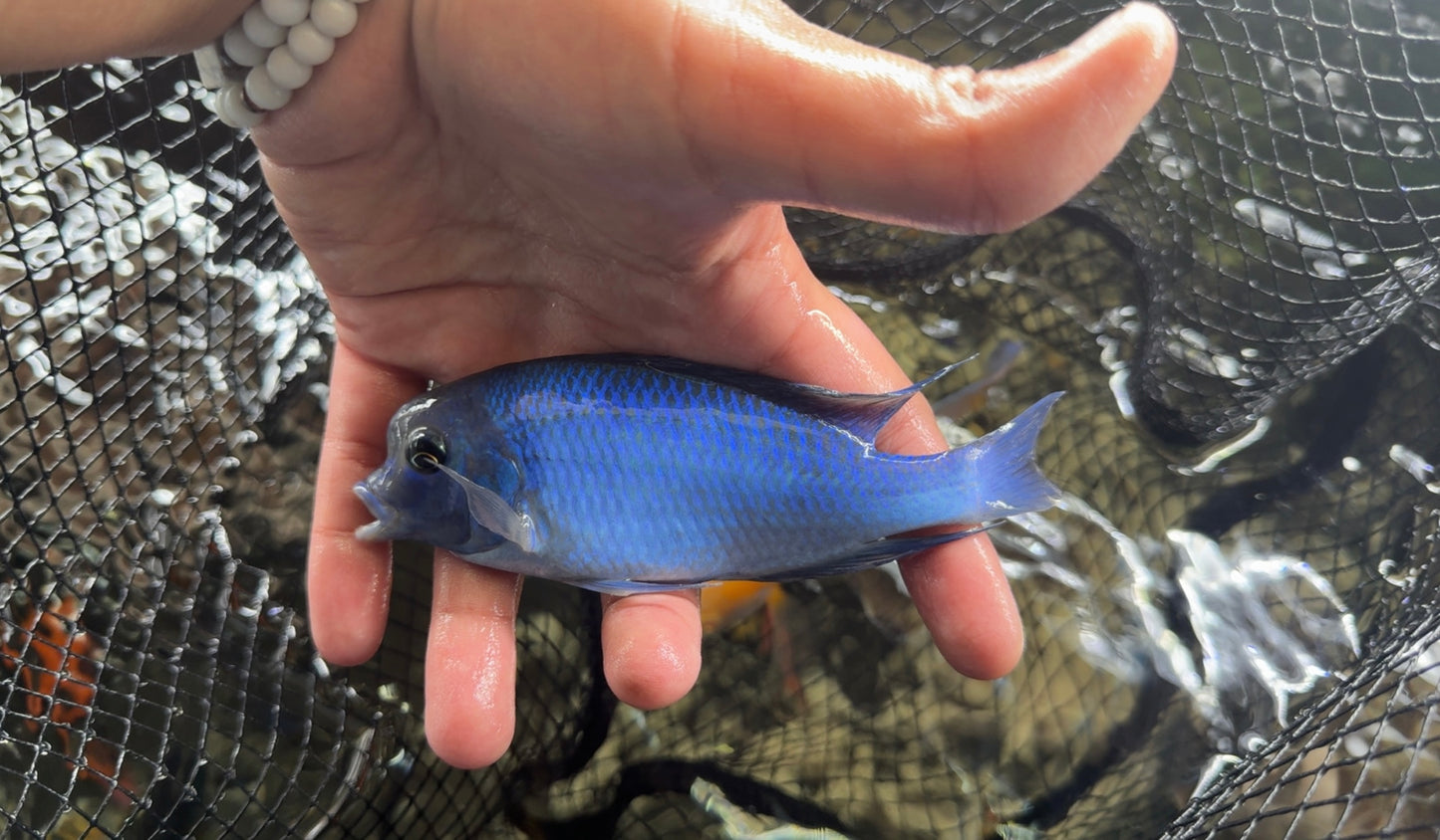 Moorii Blue Dolphin