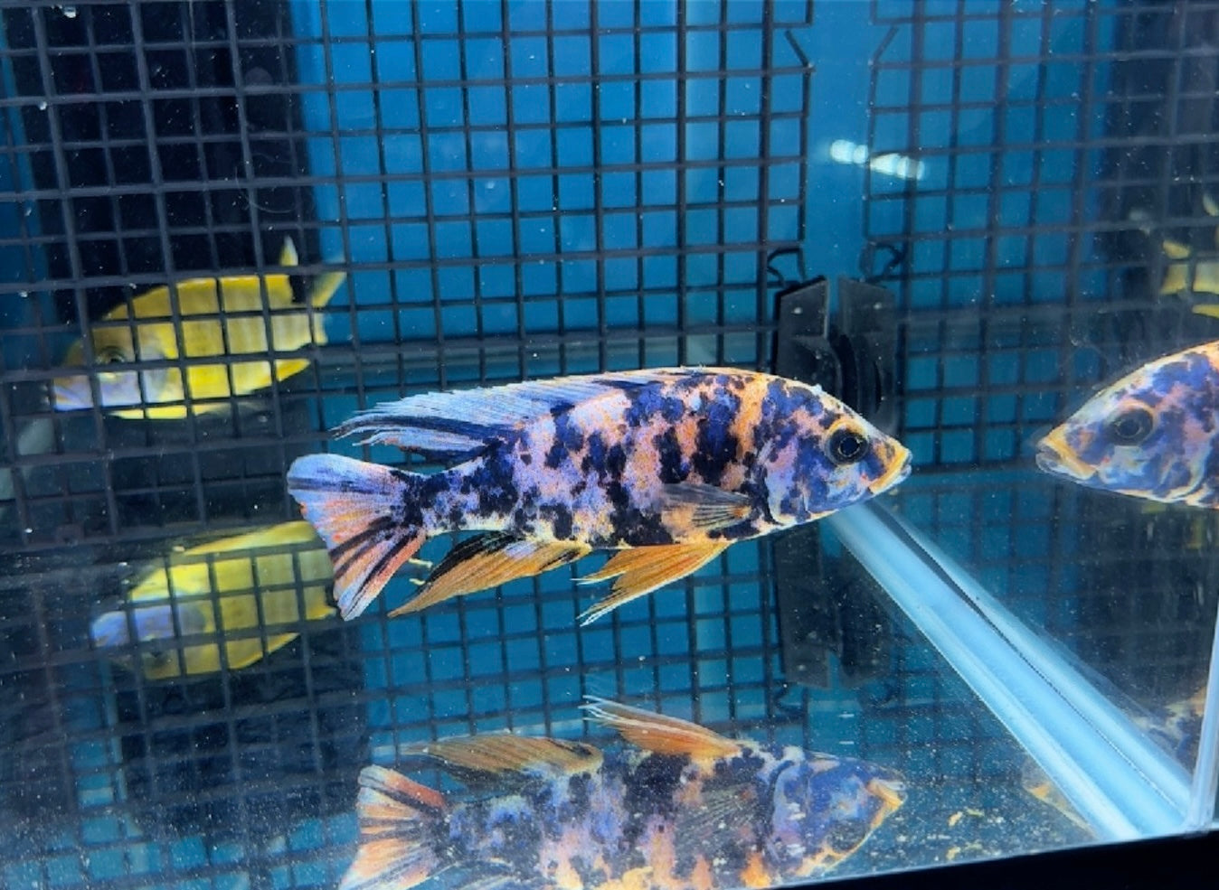 Tangerine Tiger OB 5” Plus