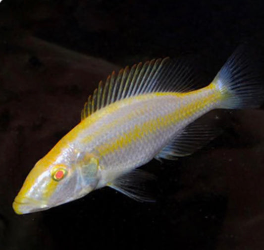 Albino Eye Biter
