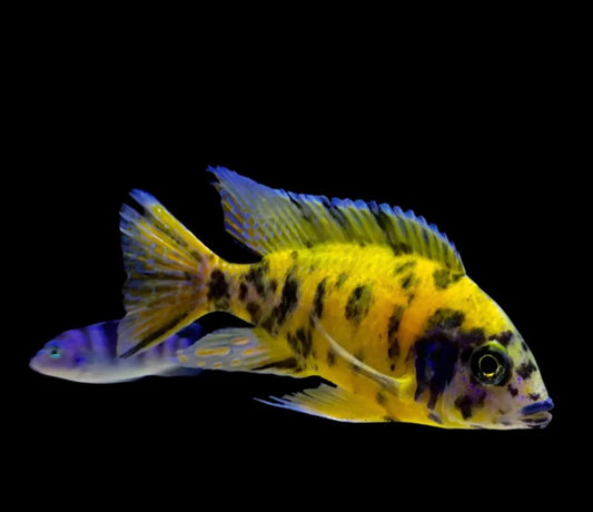 Yellow OB