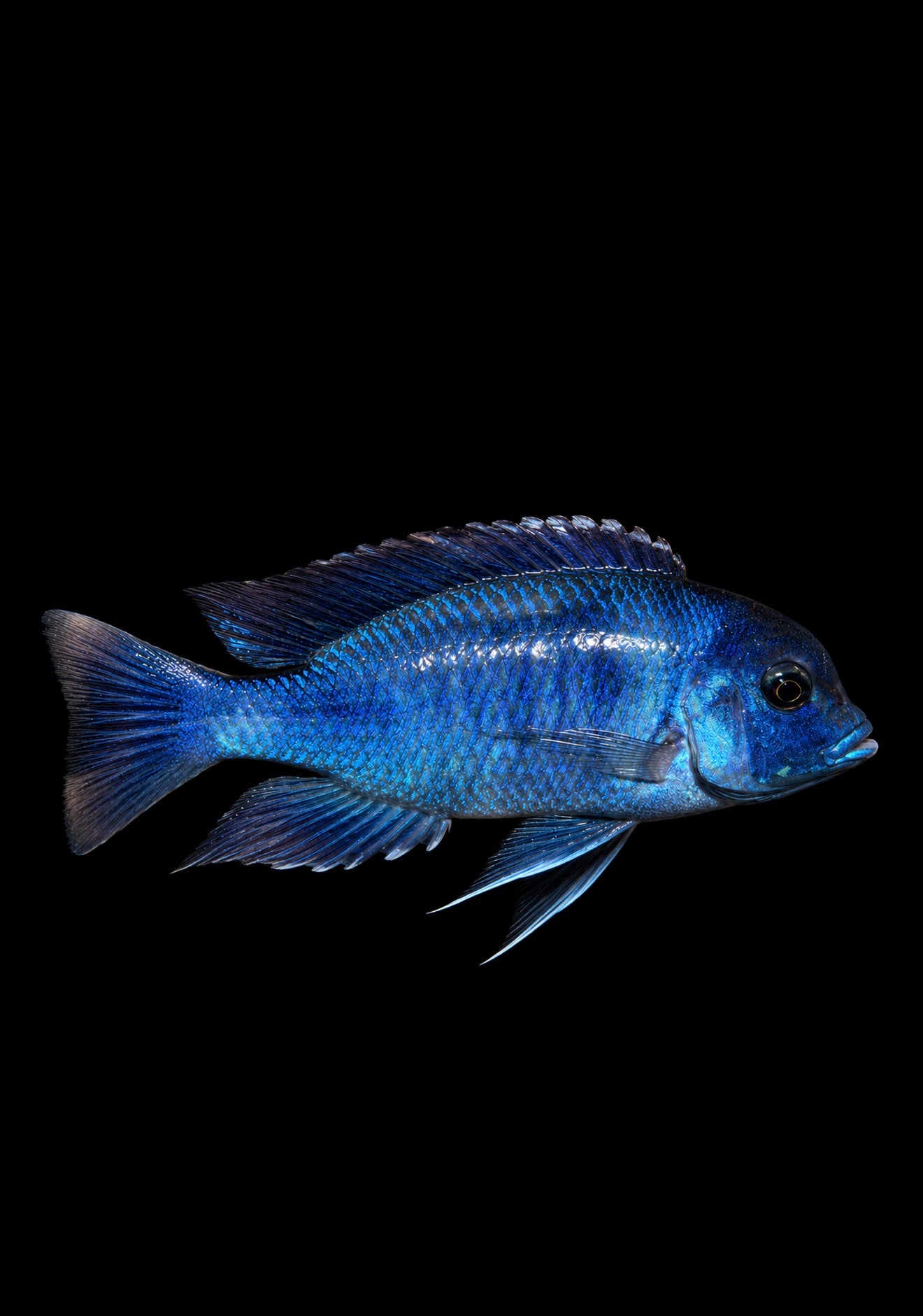 Moorii Blue Dolphin