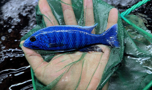 Fryeri Electric Blue Hap Male